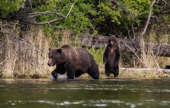 Forest, nature, shore, bear, bears, pair, bear, log