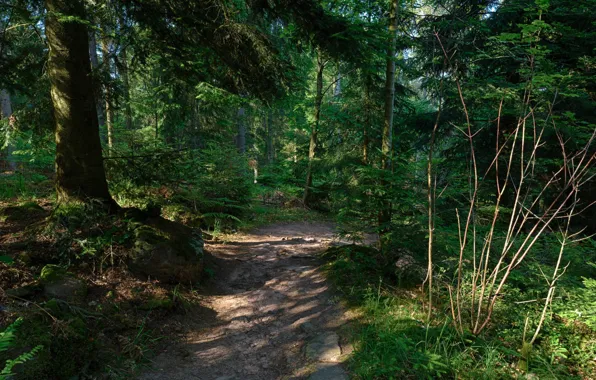 Picture forest, trees, nature, path