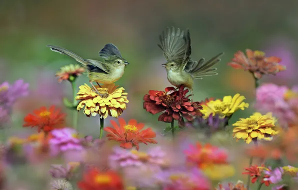 Picture flowers, birds, wings, meadow, tail