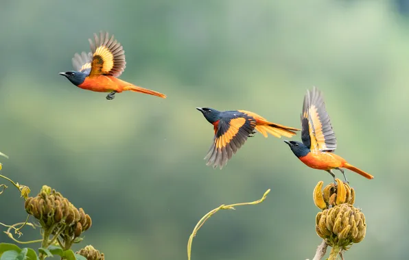 Flight, flowers, birds, stems, wings, orange, trio, stroke