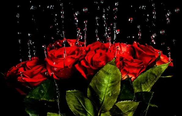 Water, drops, light, background, roses, bouquet, Red, beautiful
