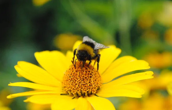 Flower, macro, yellow, nectar, bumblebee