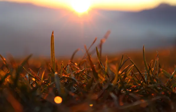 Picture forest, grass, the sun, macro, rays, sunset, mountains, glare