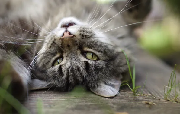 Cat, eyes, cat, mustache, grey, background, ears, grass