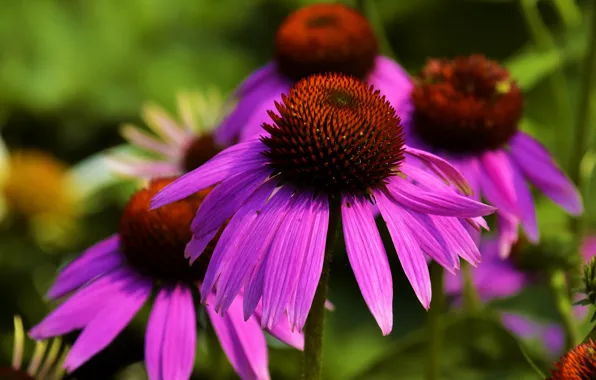 Macro, flowers, bright, pink, lilac, Echinacea