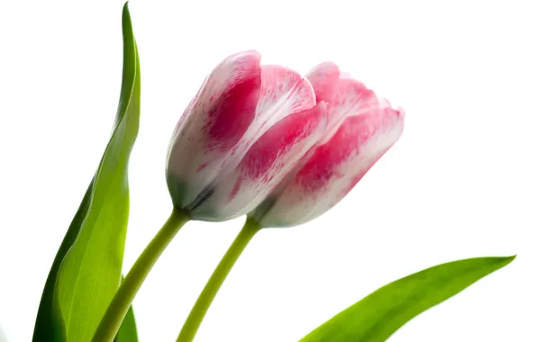 Picture flowers, tulips, white background