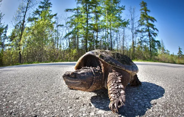 Road, nature, turtle