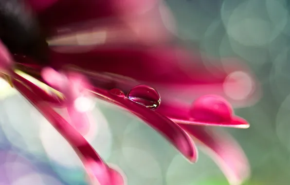 Flower, drops, macro, glare, drop, petals