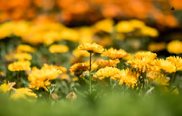 Flowers, yellow, flowerbed, bokeh, calendula