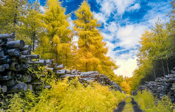 Road, autumn, forest, the sky, clouds, trees, logs