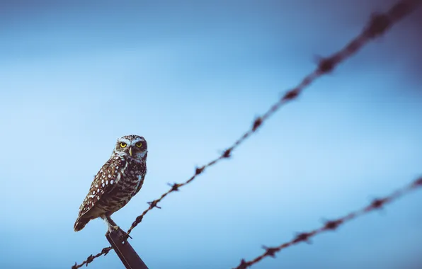 The sky, Owl, Bird, Wire
