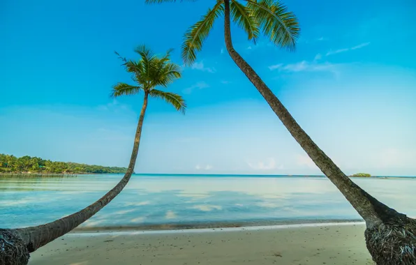 Sand, sea, wave, beach, summer, palm trees, shore, summer