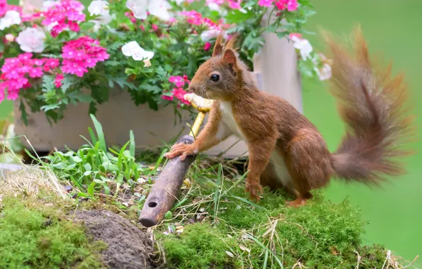 Summer, flowers, pose, moss, garden, protein, flowerbed, scoop