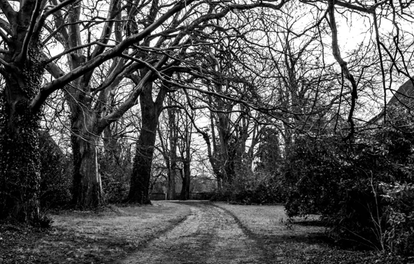Road, trees, branches, nature, black and white, white, black, trees