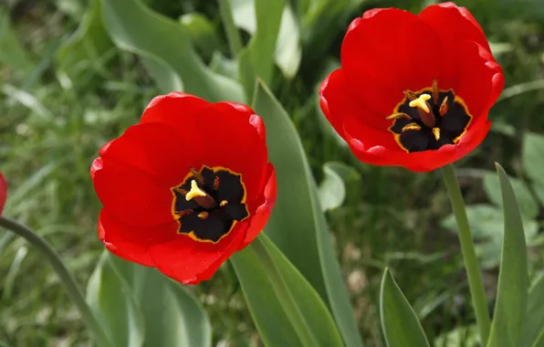 Flowers, background, Wallpaper, plant, tulips