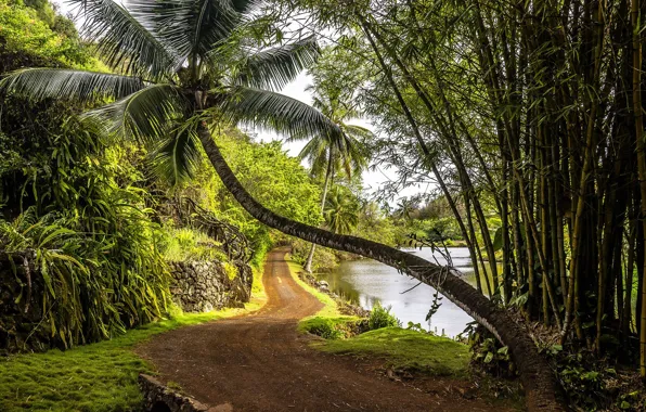 Picture road, tropics, palm trees