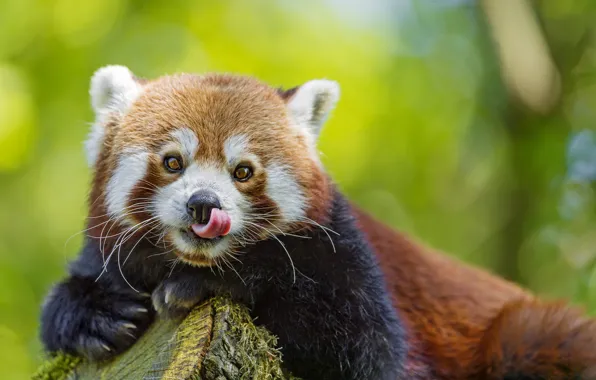 Picture language, look, face, red Panda, firefox, red Panda, ©Tambako The Jaguar
