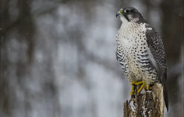 Picture winter, look, snow, bird, predator, profile, Falcon, Merlin