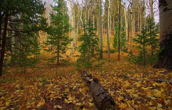 Picture autumn, forest, leaves, trees, trunk