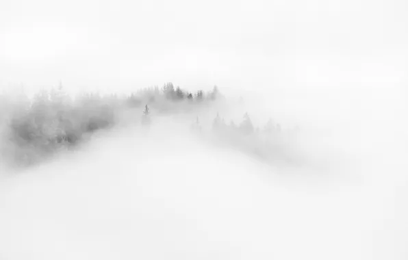 Forest, nature, fog