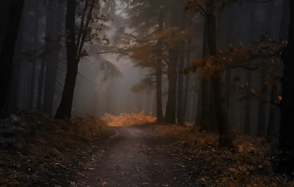 Autumn, forest, leaves, trees, fog, the evening, forest, Nature