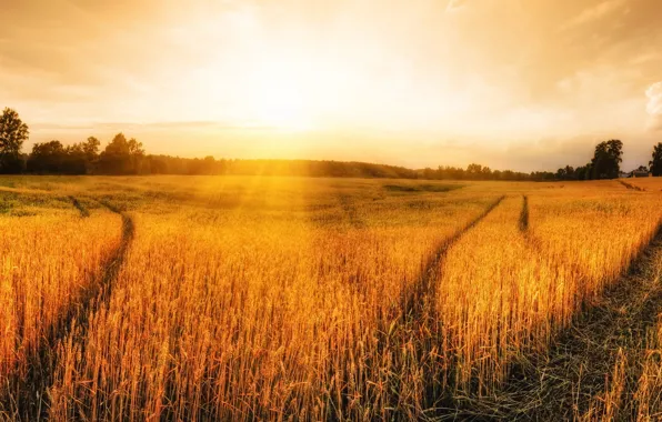 Picture field, the sky, the sun, rays, trees, dawn, ears