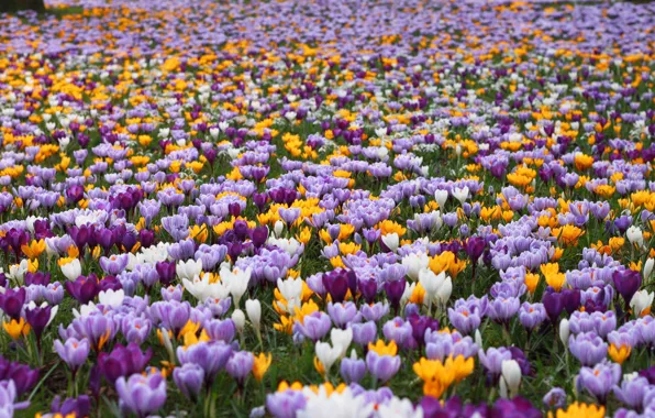 Field, flowers, spring, crocuses