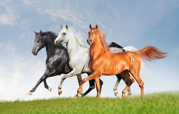 Field, white, grass, look, clouds, grey, horses, horse