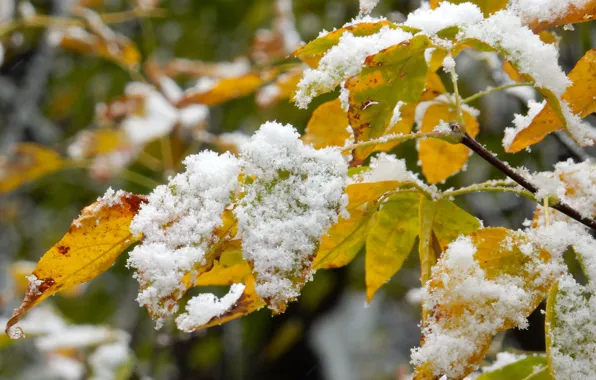 Autumn, leaves, snow, trees, nature, sheet, tree, widescreen