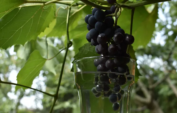 Leaves, nature, glass, dark, harvest, fruit, grapes, bunch of grapes