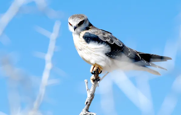 Nature, bird, Falcon