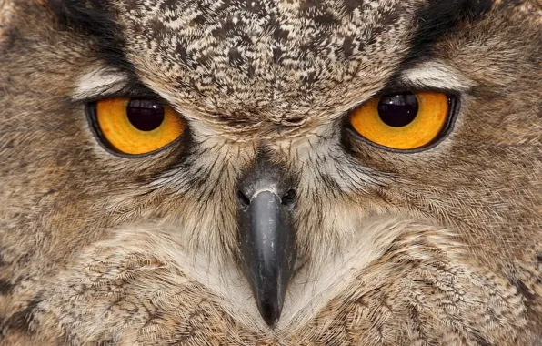 Eyes, owl, bird, beak