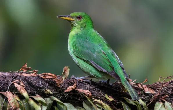 Birds, female, mangrovye, green SAI