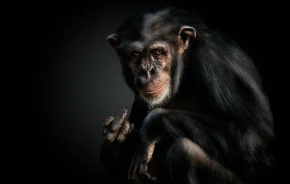 Monkey, gesture, chimpanzees