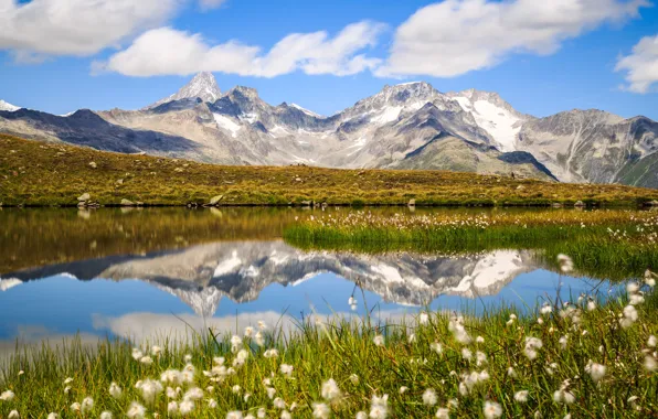 Picture mountains, lake, reflection, Switzerland, Alps, cottongrass