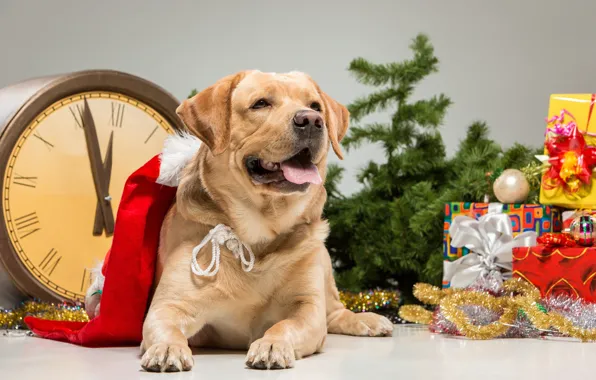 Language, look, face, balls, arrows, watch, dog, Christmas