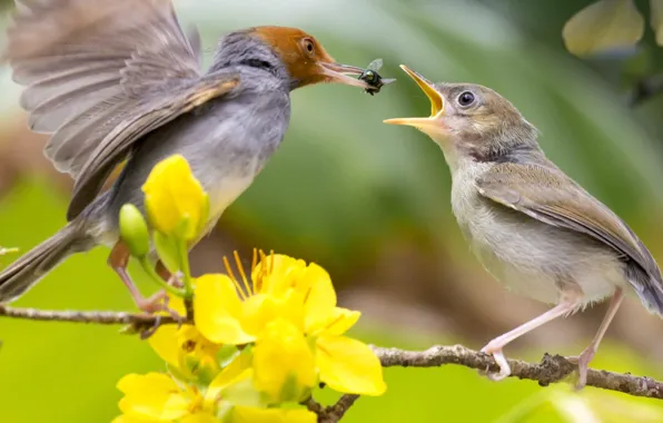 Picture nature, birds, two brown humming birds on tree branch during dayt