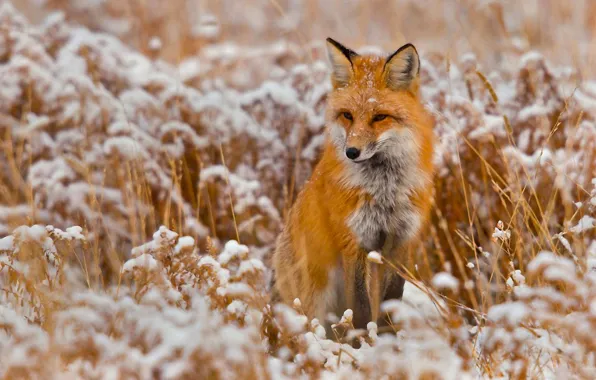 Winter, snow, animal, Fox