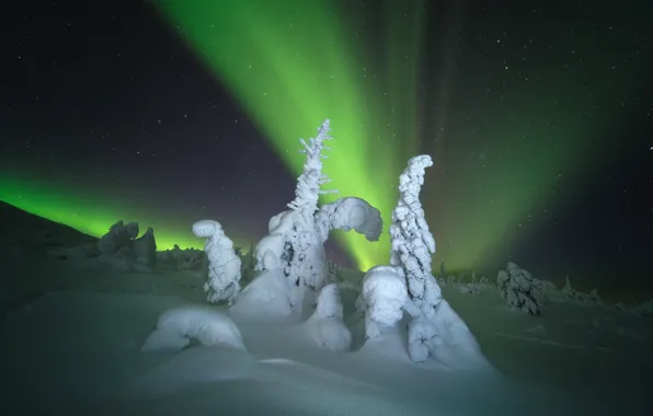 Picture winter, snow, trees, landscape, night, nature, Northern lights, ate