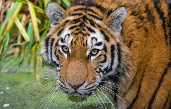 Look, face, The Amur tiger