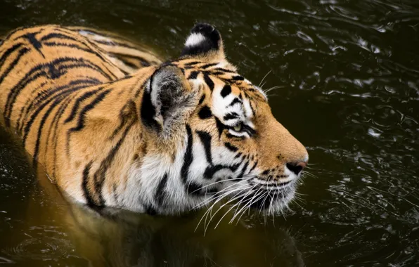 Face, predator, bathing, wild cat, pond, the Amur tiger