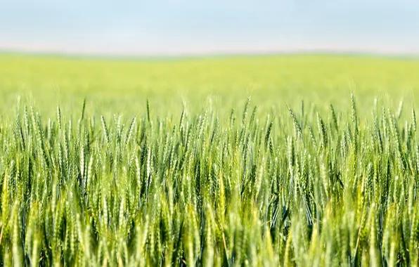 Wheat, field, village, bokeh, farm, wheat field