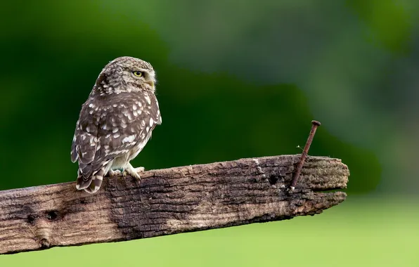 Owl, bird, the fence