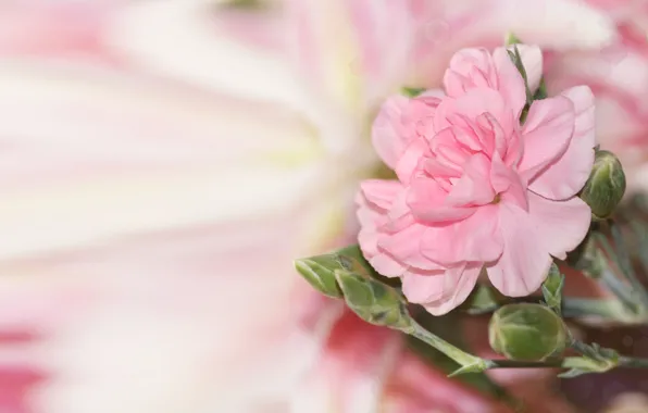 Flower, glare, background, pink, blur, buds