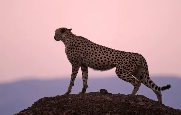 Picture sunset, Cheetah, hunter