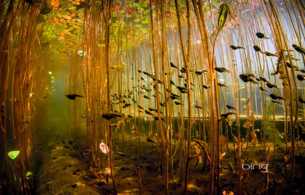 Canada, British Columbia, Vancouver island, tadpoles, Cedar Lake, Campbell River