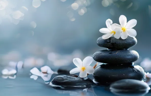 Water, drops, flowers, pebbles, stones, texture, stack, white