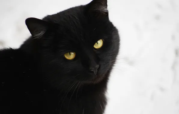Picture cat, background, black
