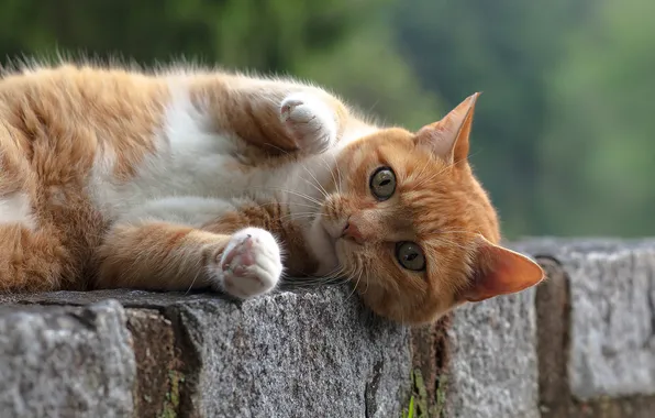 Cat, cat, look, nature, pose, stones, legs, red