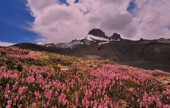 Clouds, flowers, mountains, nature, India, Ladakh
